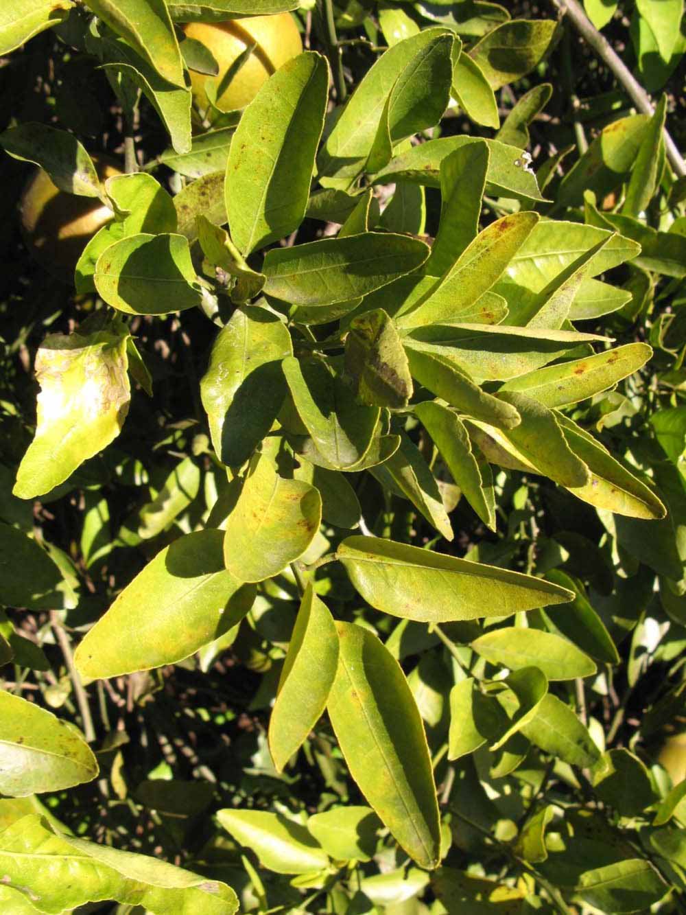            Sun leaves (Winter Haven, FL)   
